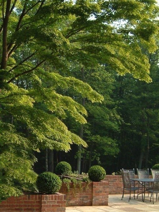 Maple Tree Terrace